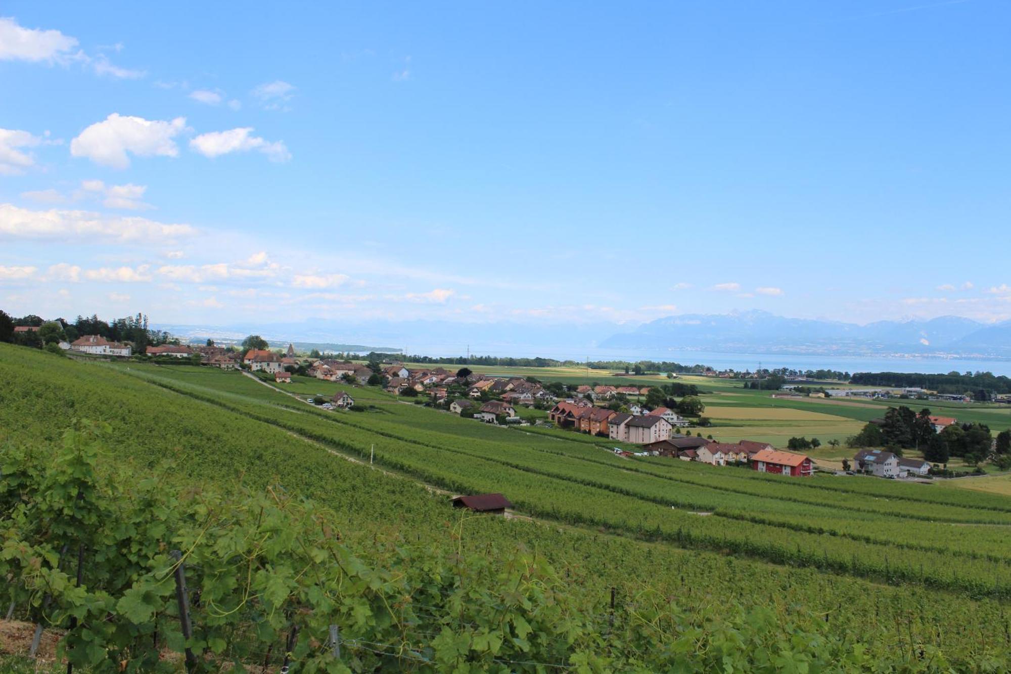 Au Coeur Du Vignoble Sur Bursins Bed & Breakfast Dış mekan fotoğraf